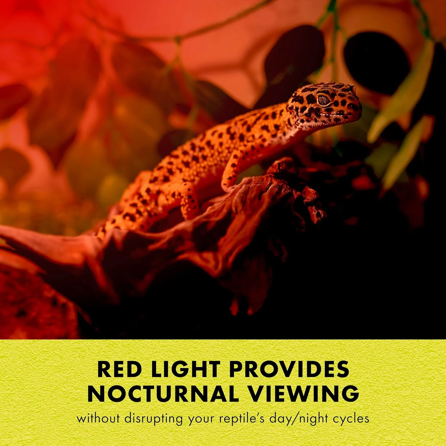 Zilla Incandescent Spot Bulb, for Nocturnal Reptile Species, Night Red - Image 5