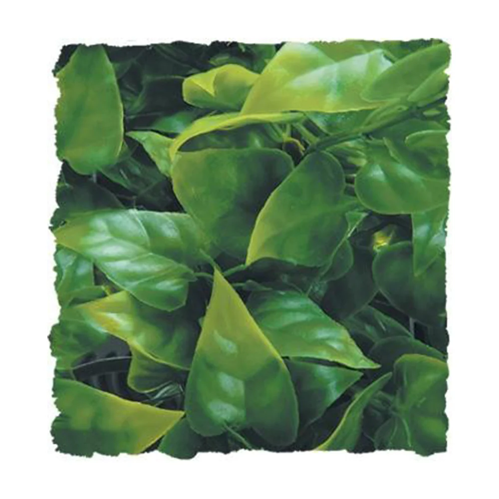 Zoo Med Laboratories Natural Bush™ Mexican Phyllo Plants for Reptiles