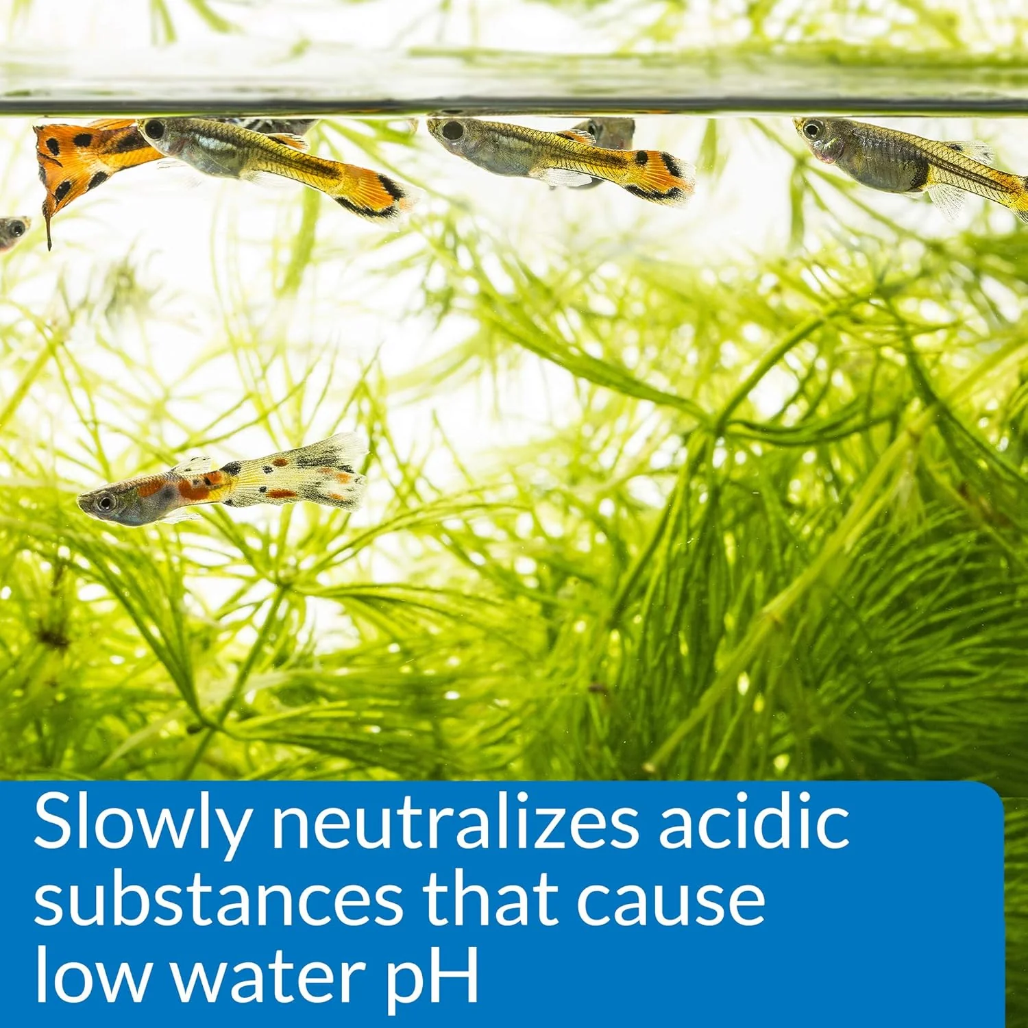 API pH UP Freshwater Aquarium Water pH Raising Solution Bottle - Image 4