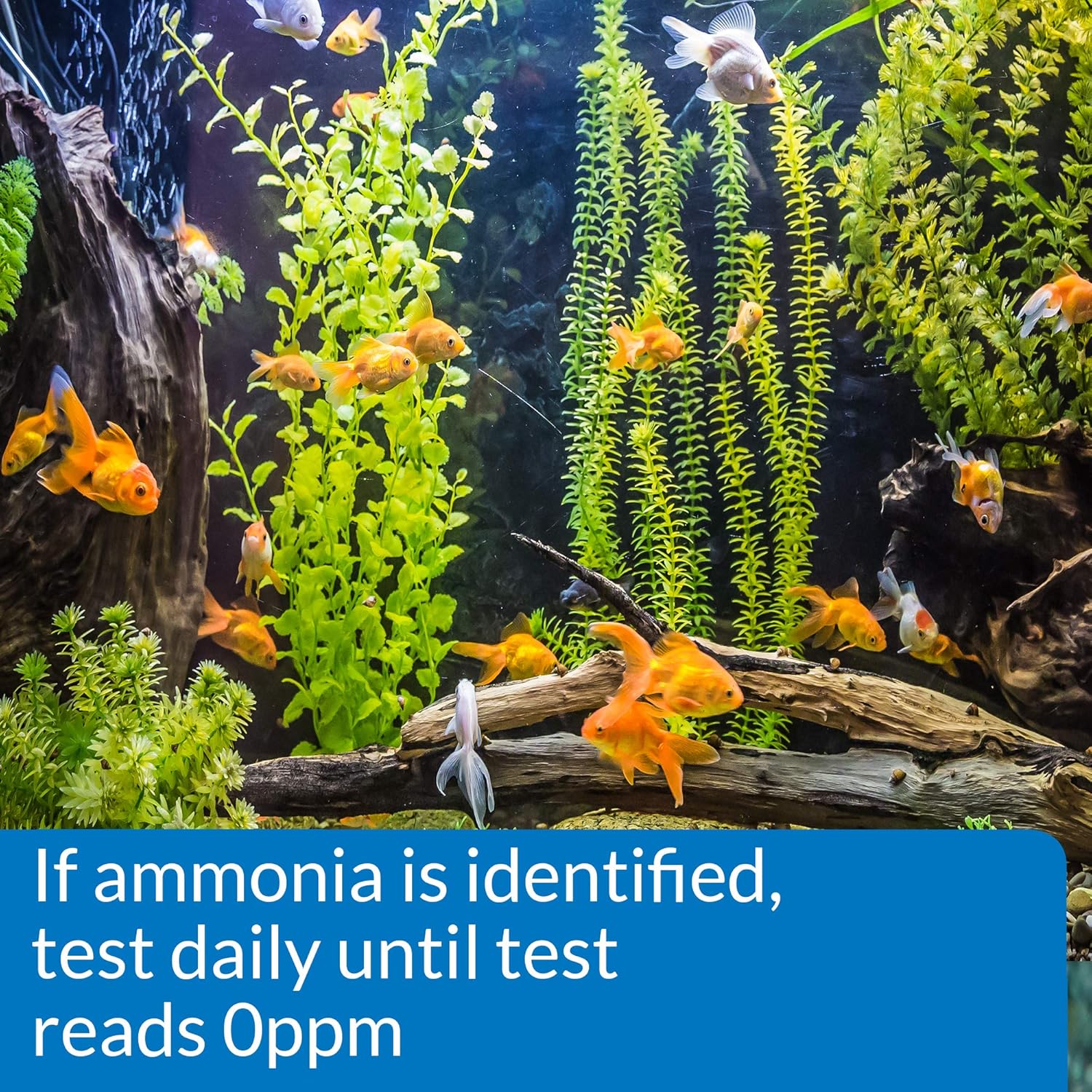 Aquarium Pharmaceuticals® Ammonia Aquarium Test Strips - Image 4