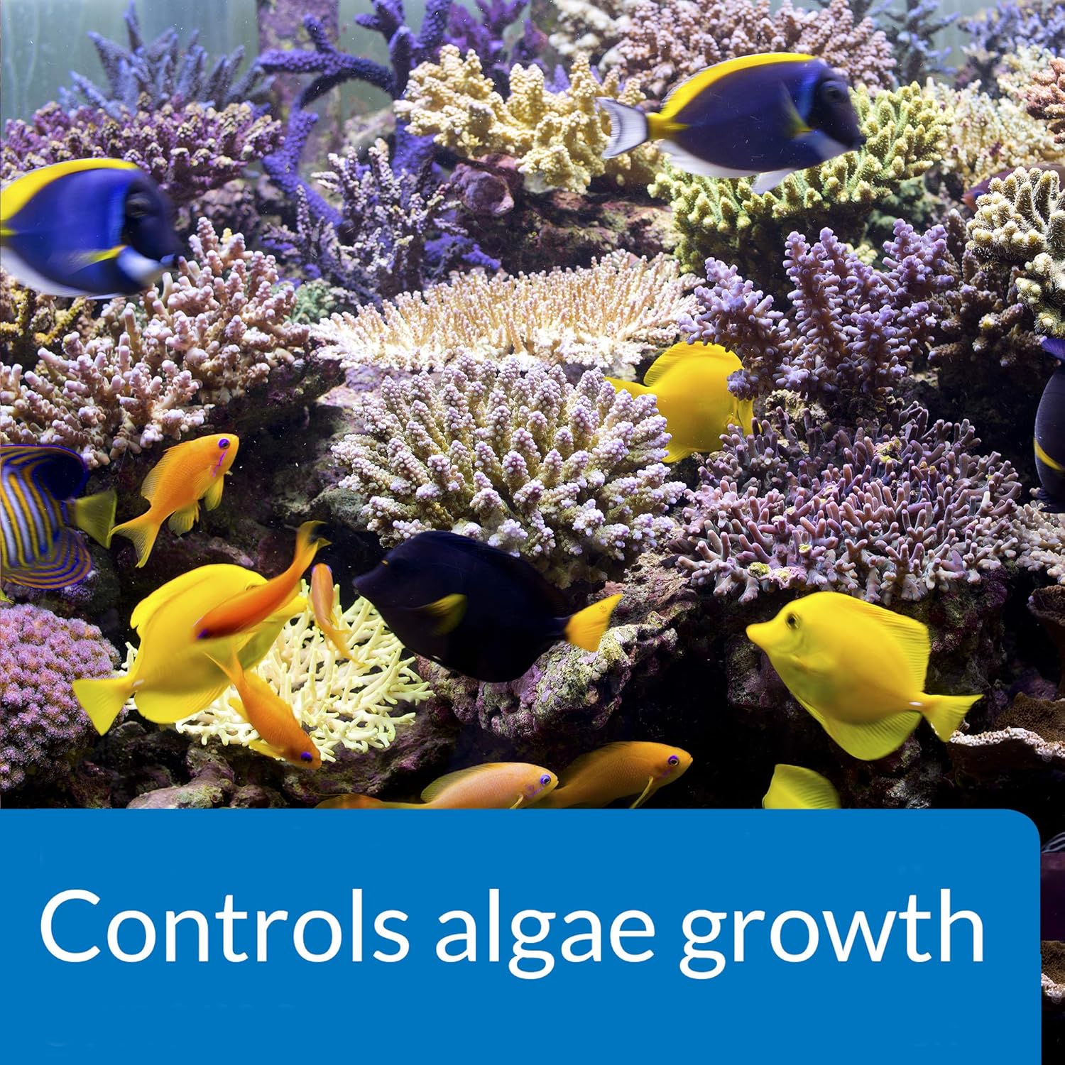 API MARINE ALGAEFIX Algae Control - Image 4