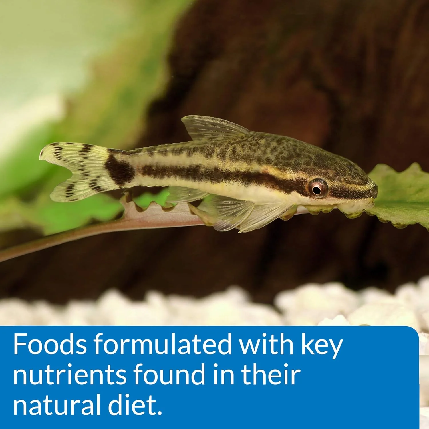 API BOTTOM FEEDER PELLETS WITH SQUID Fish Food - Image 5