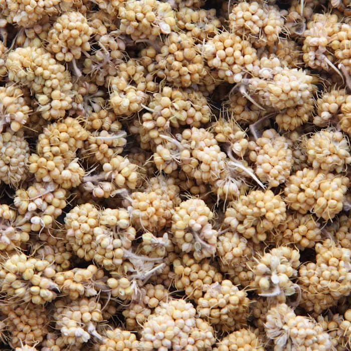 Higgins Sunburst Treats Millet Bits 1 oz - Image 2