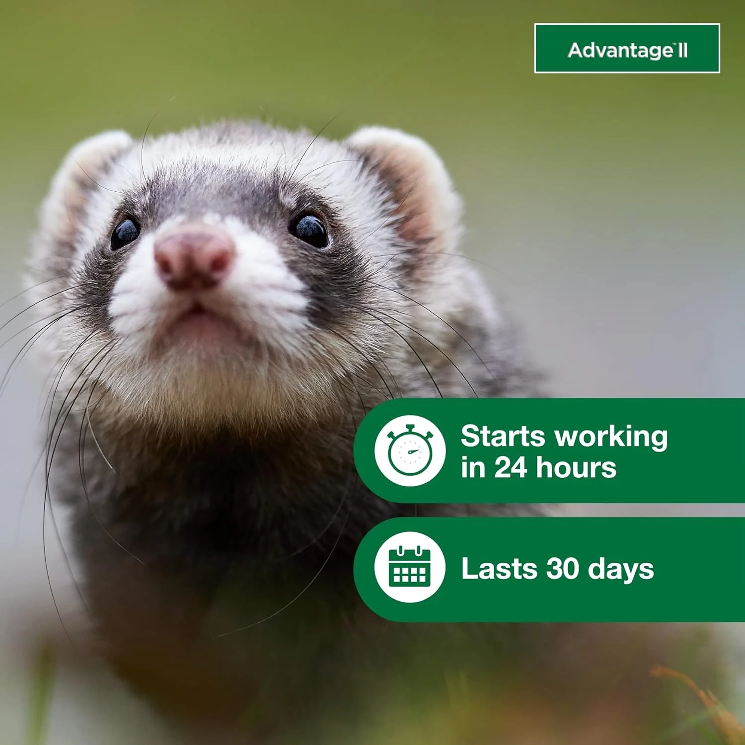 Advantage II Ferret Vet-Recommended Flea Treatment & Prevention | Ferret 1+ lbs. | 2-Month Supply - Image 7