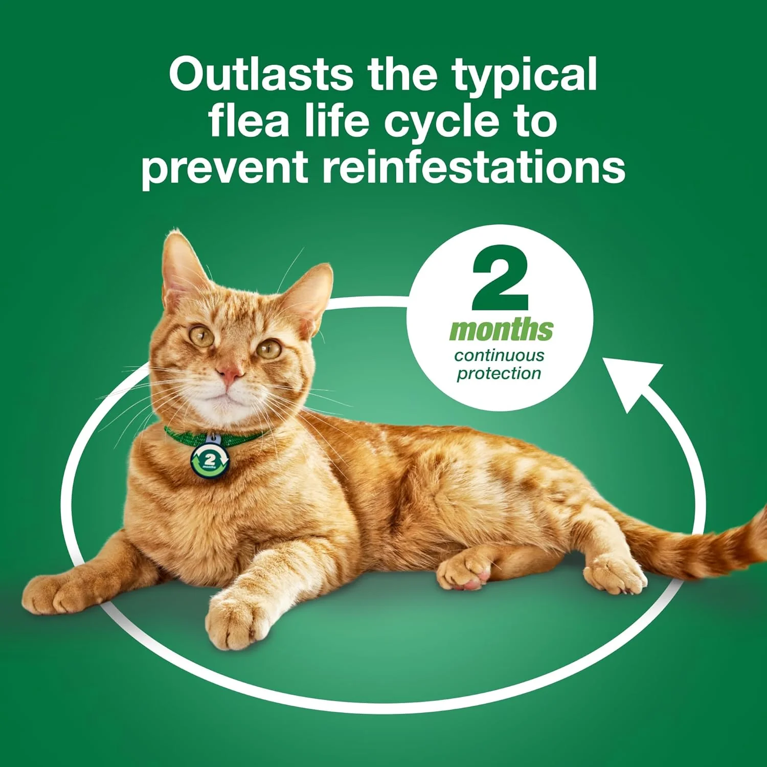Advantage XD Cat Flea Prevention &amp; Treatment For Cats | 1-Topical Dose, 2-Months of Protection Per Dose - Image 9