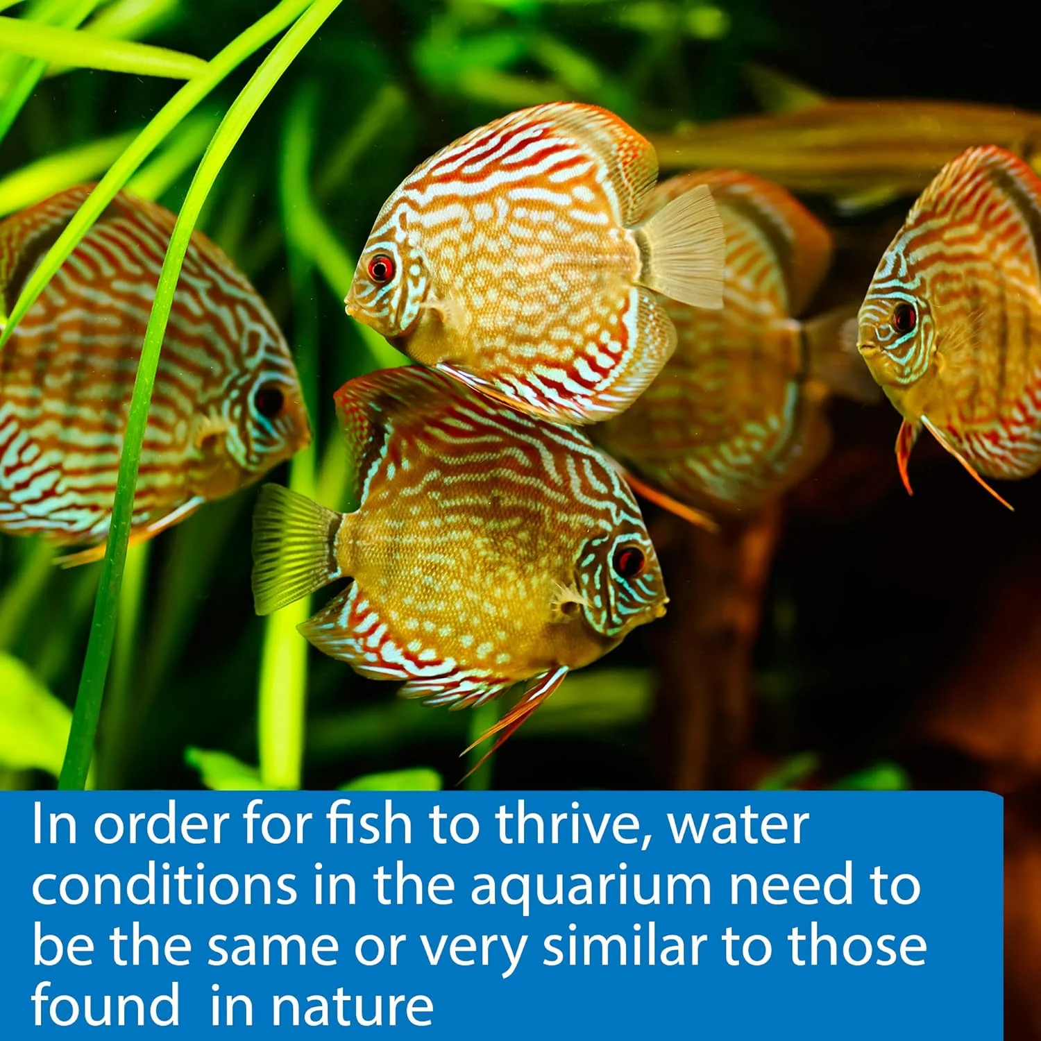 API 5-IN-1 TEST STRIPS Freshwater and Saltwater Aquarium Test Strips - Image 5