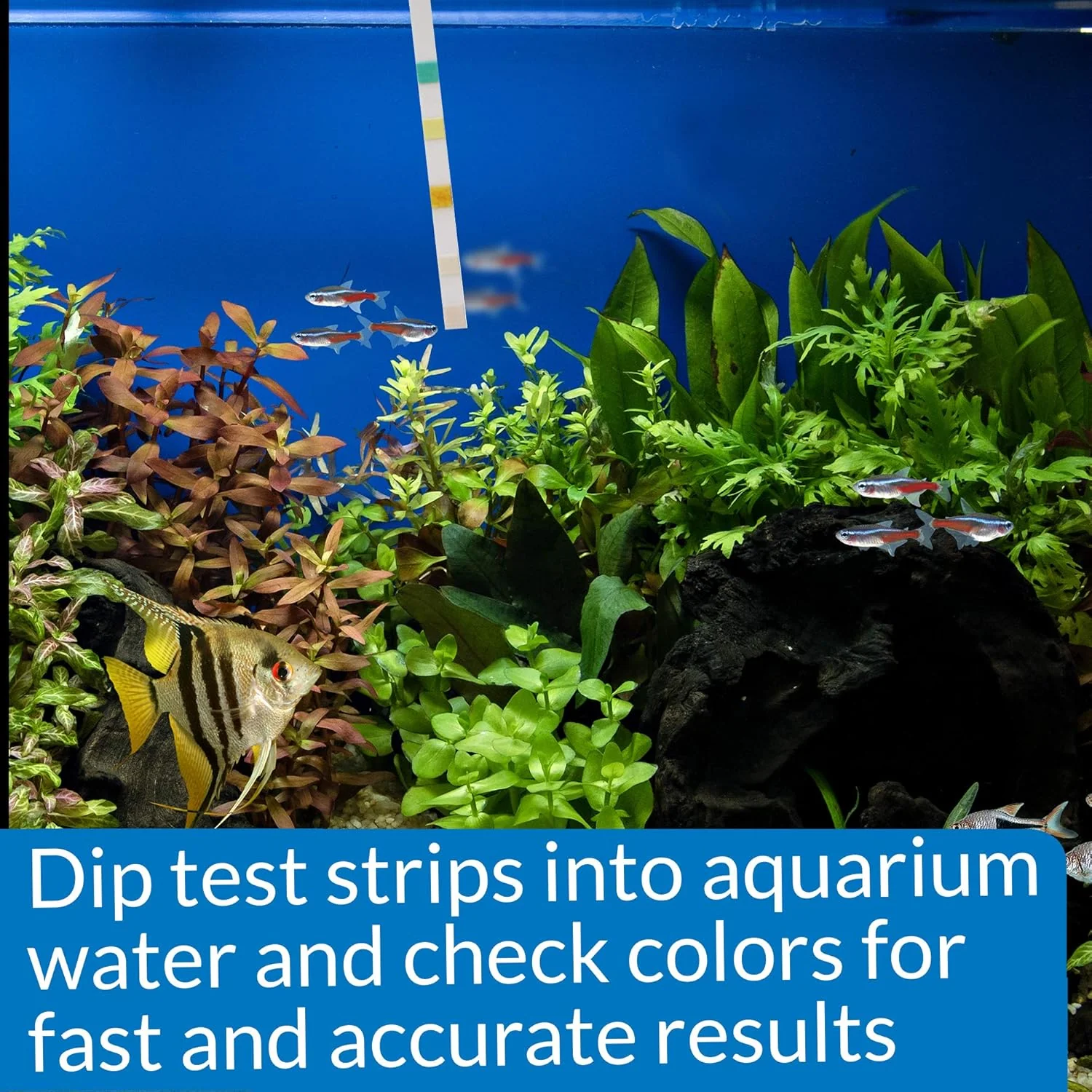 API 5-IN-1 TEST STRIPS Freshwater and Saltwater Aquarium Test Strips - Image 6