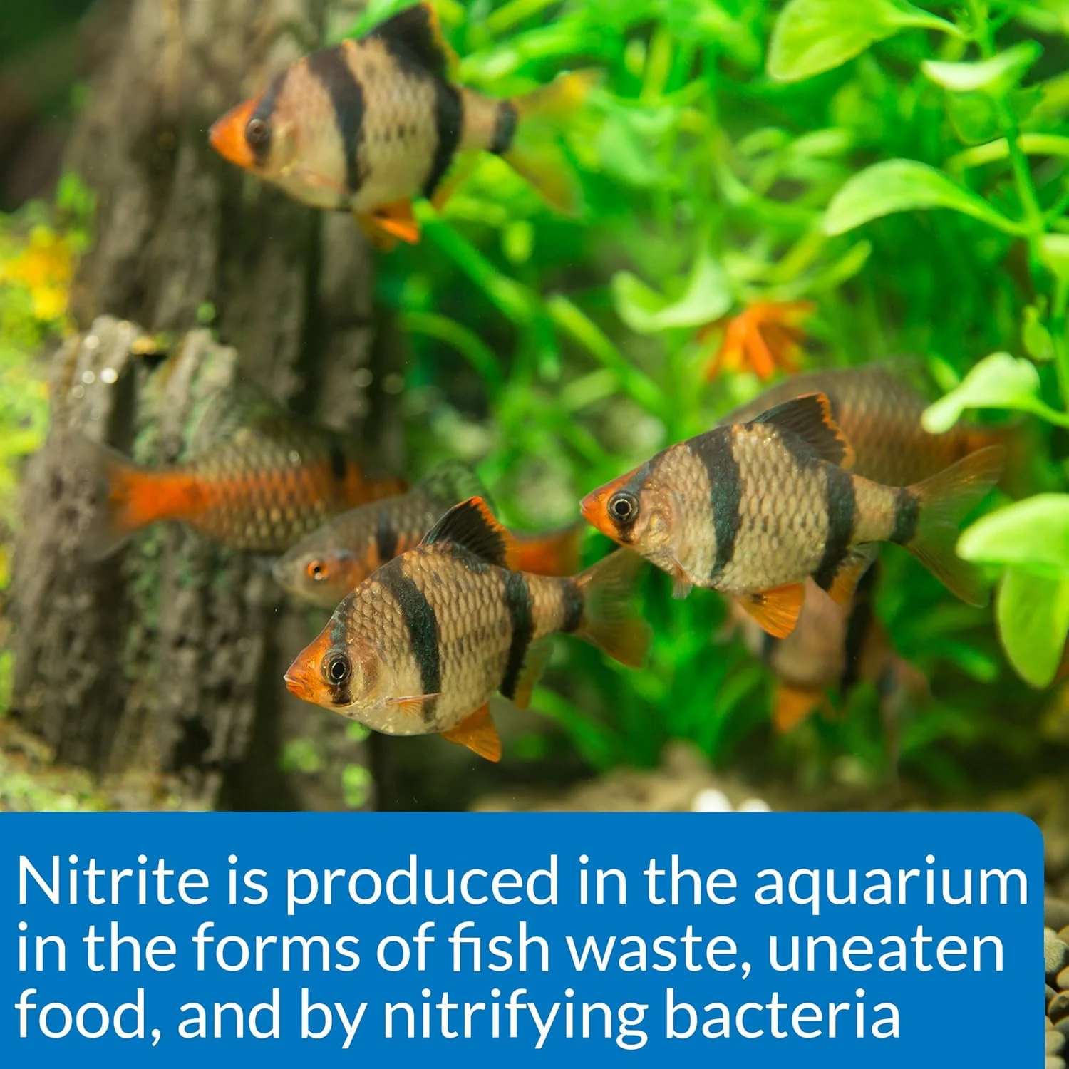 API NITRITE TEST KIT 180-Test Freshwater and Saltwater Aquarium Test Kit - Image 6