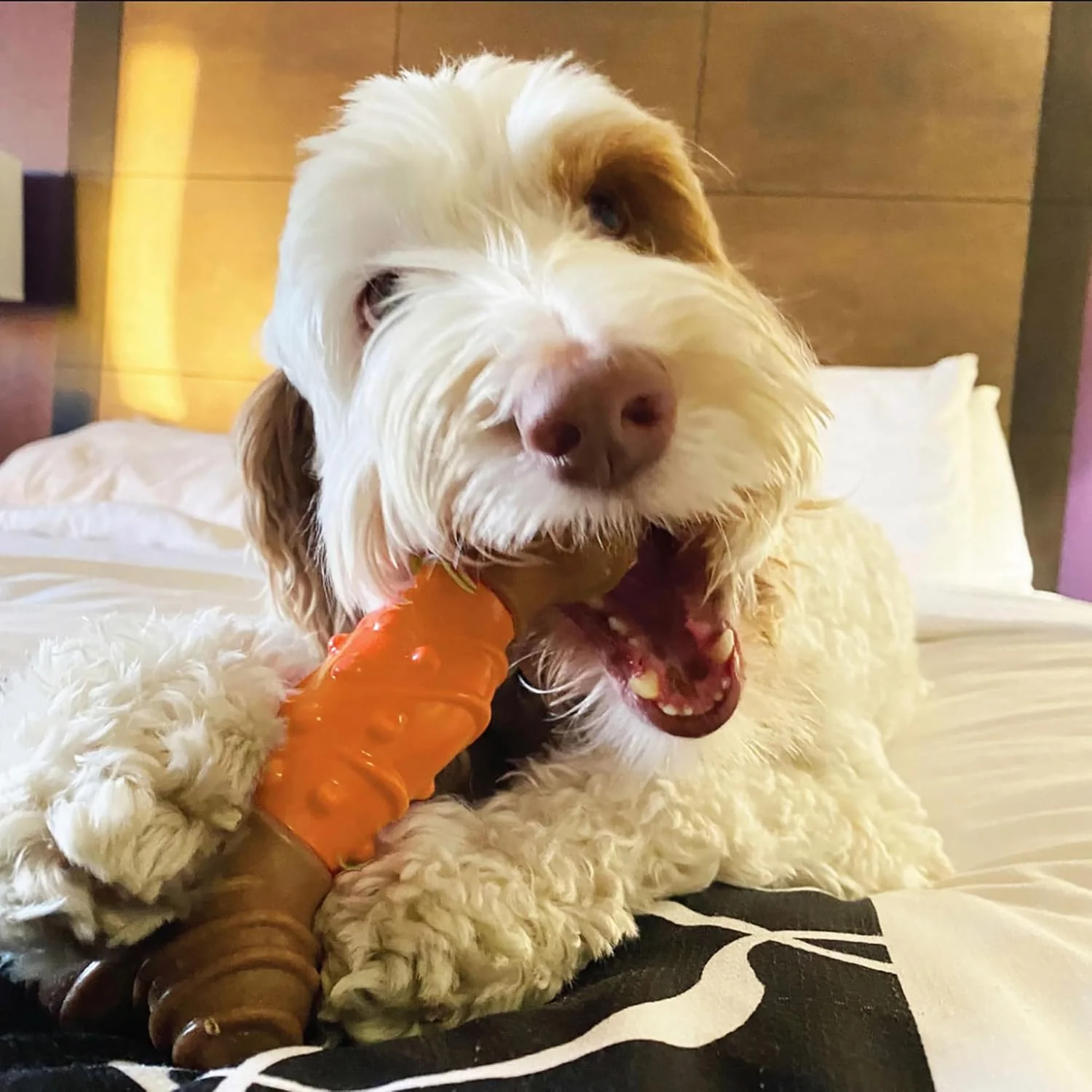 SPOT Bam-Bones Dental Bone - Made with Bamboo Fiber and a Massaging Rubber Center, Durable Oral Care Dog Chew for Light Chewers & Teething Puppies Under 25lbs, Allergen Free Peanut Butter Flavor - Image 6