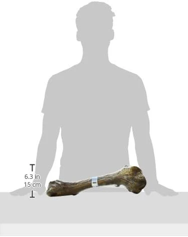 Barkworthies Femur Bone Chew for Pets - Image 3