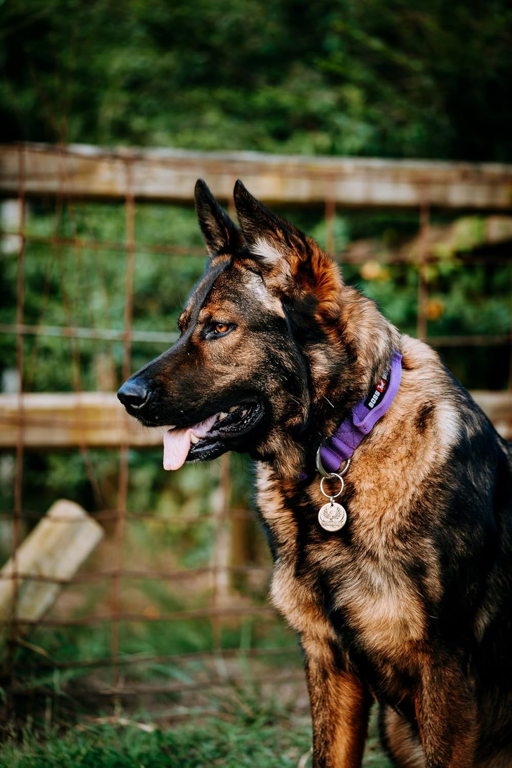 Boss Dog Tactical Adjustable Collar, Purple - Image 2