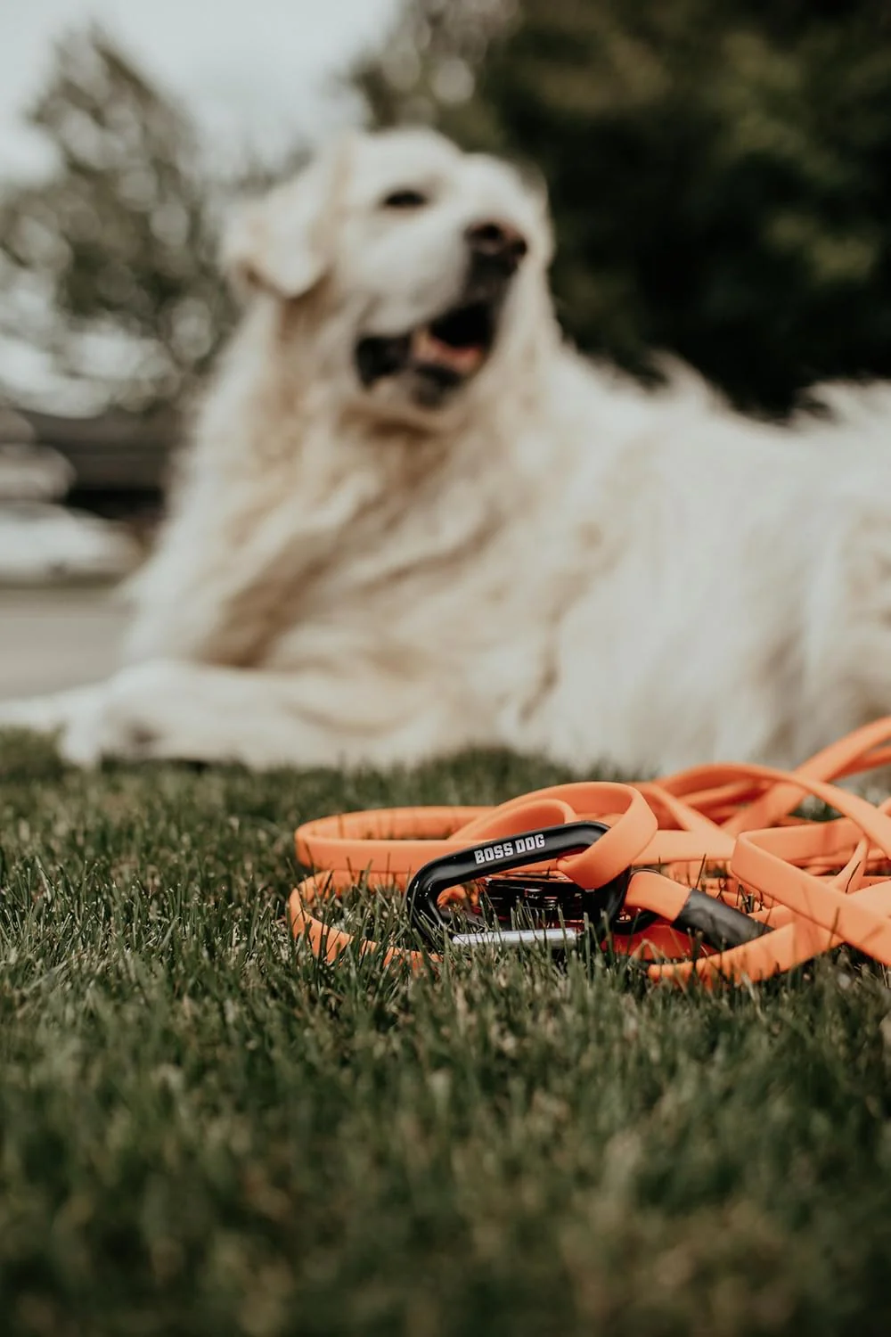 Boss Dog Tactical Polyester Webbing TPU Tracking Leash 20 FT - Image 5