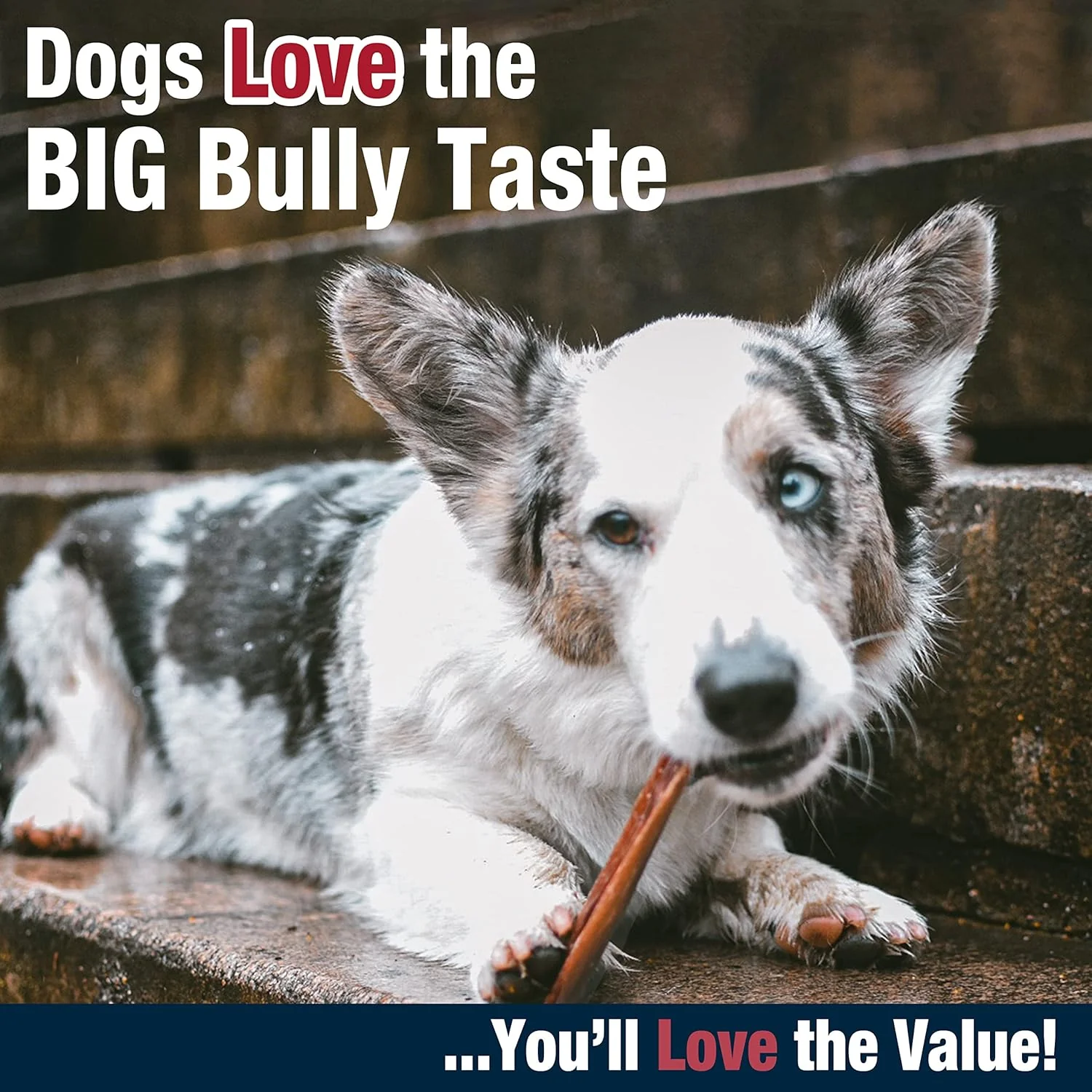 Cadet Bully Hide Sticks for Small Dogs, All-Natural Beef Pizzle, Limited-Ingredient Long-Lasting Dog Chews for Aggressive Chewers - Image 5