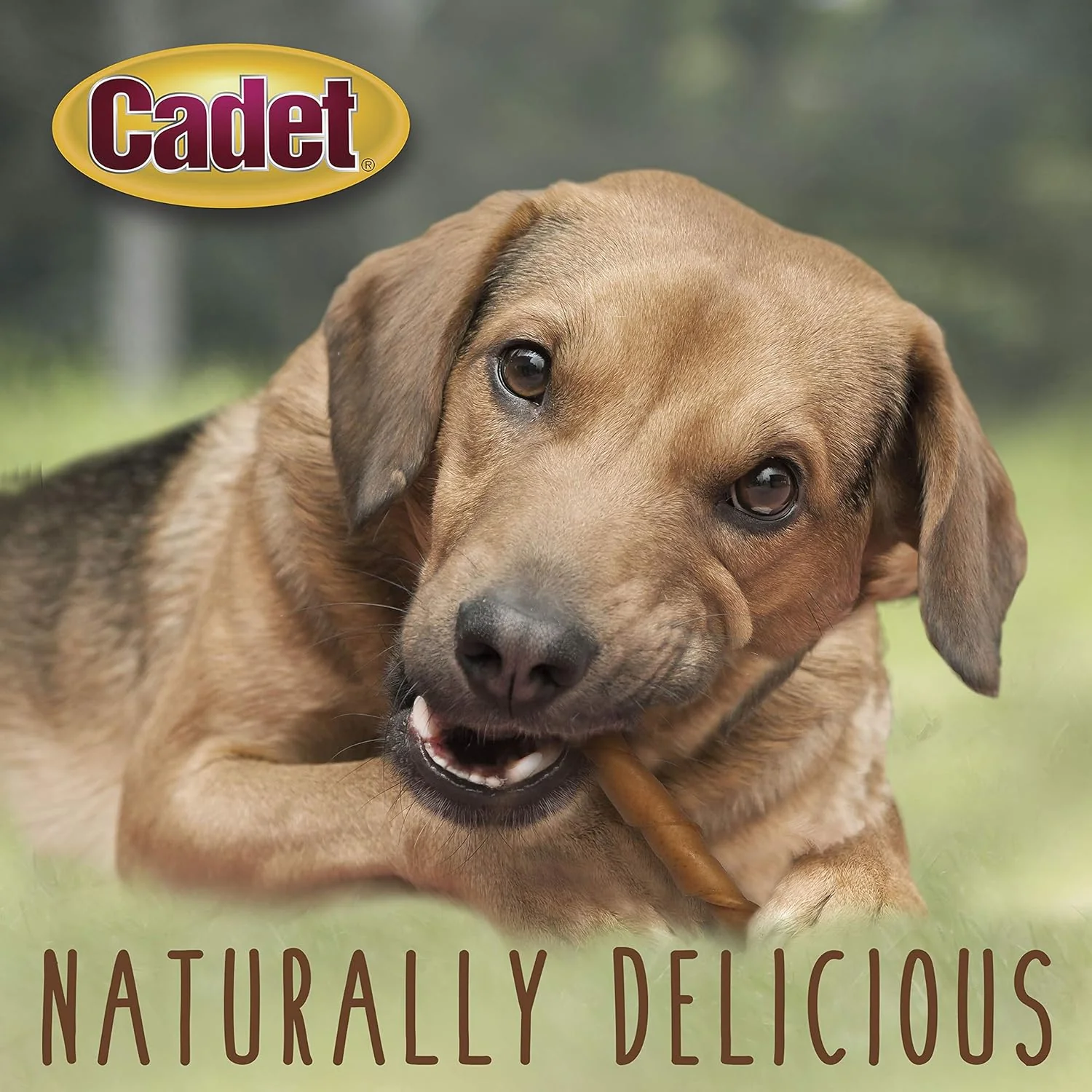 Cadet Gourmet Pork Hide Rolls 10 in. - Image 5