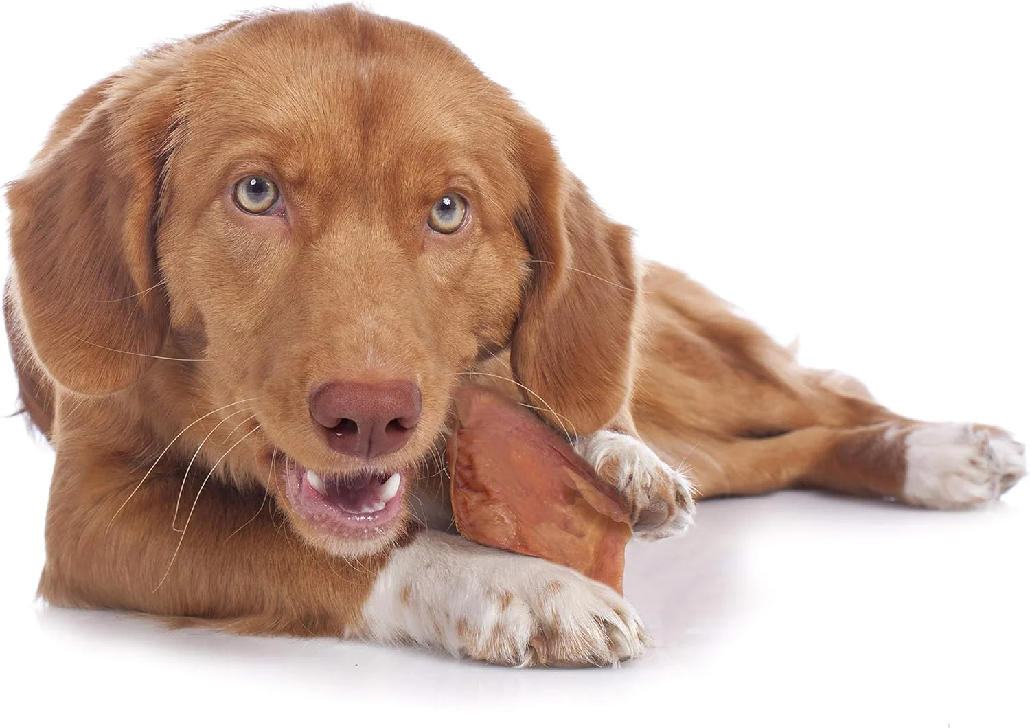 Cadet Natural Pig Ears for Dogs, Long Lasting & Natural Chew Treats for Dogs - Image 4