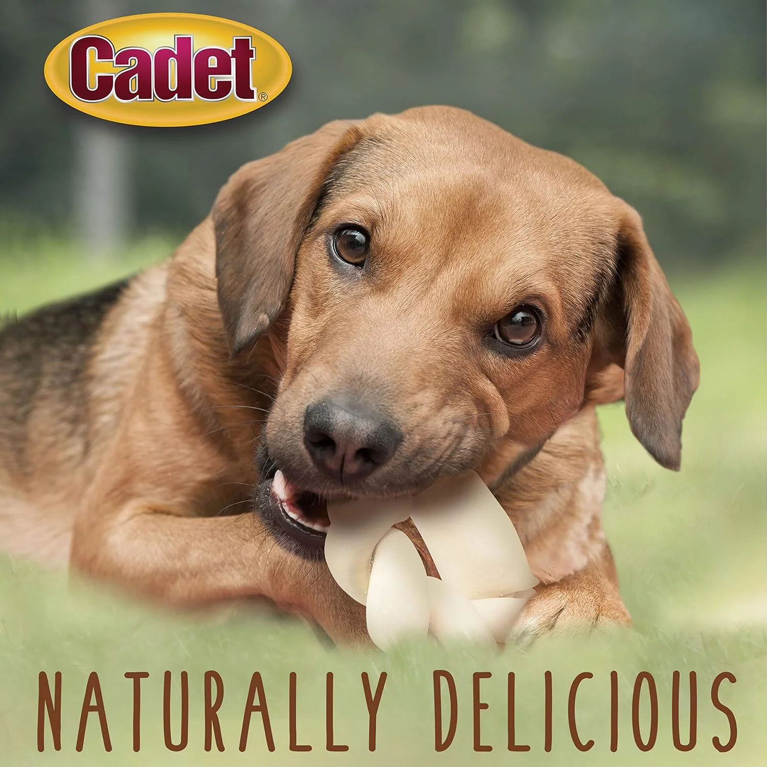 Cadet Premium Grade Beef Hide for Dogs, Long Lasting Rawhide Donut Bone, Single Ingredient Dog Chews, 5 Inch - Image 4