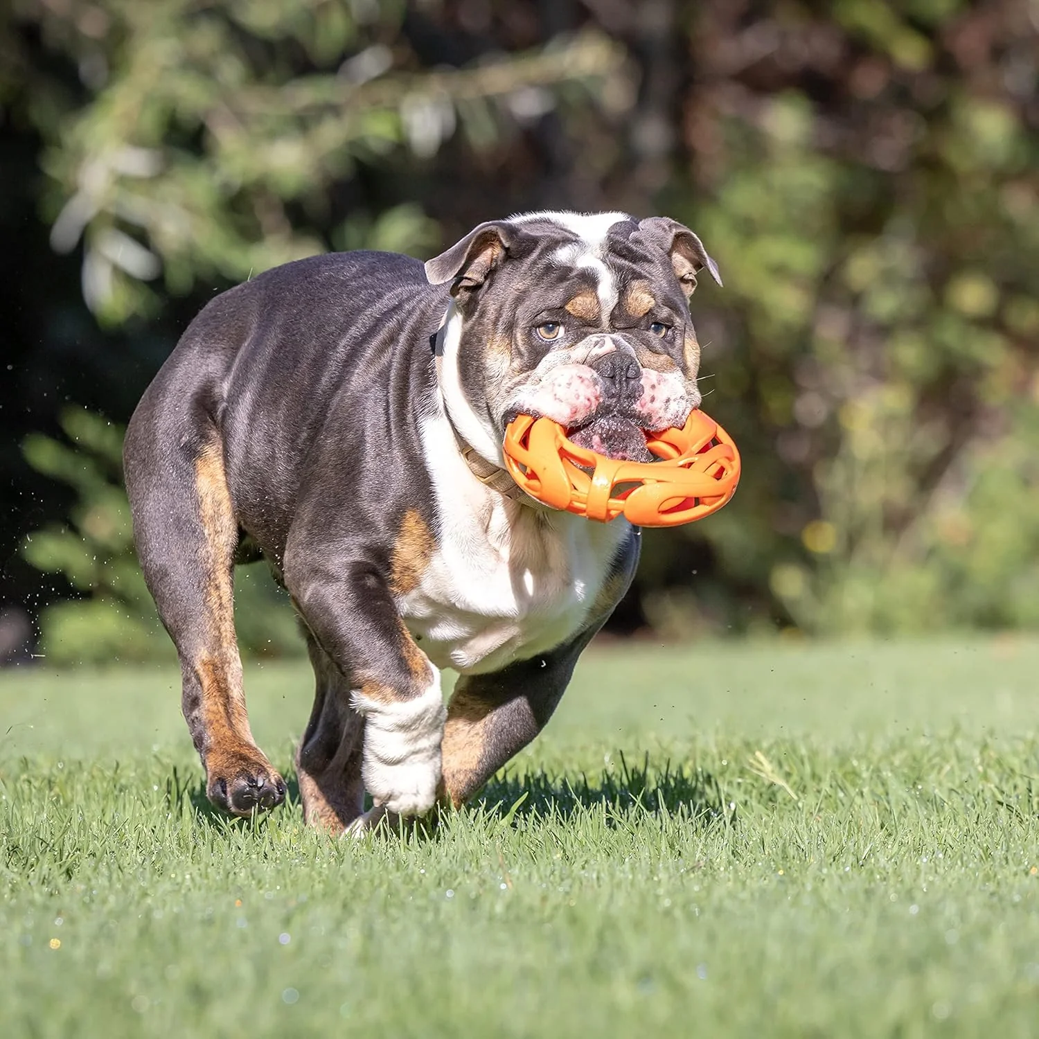 Chuckit! Air Fetch Wheel Doy Toy, Orange - Image 7