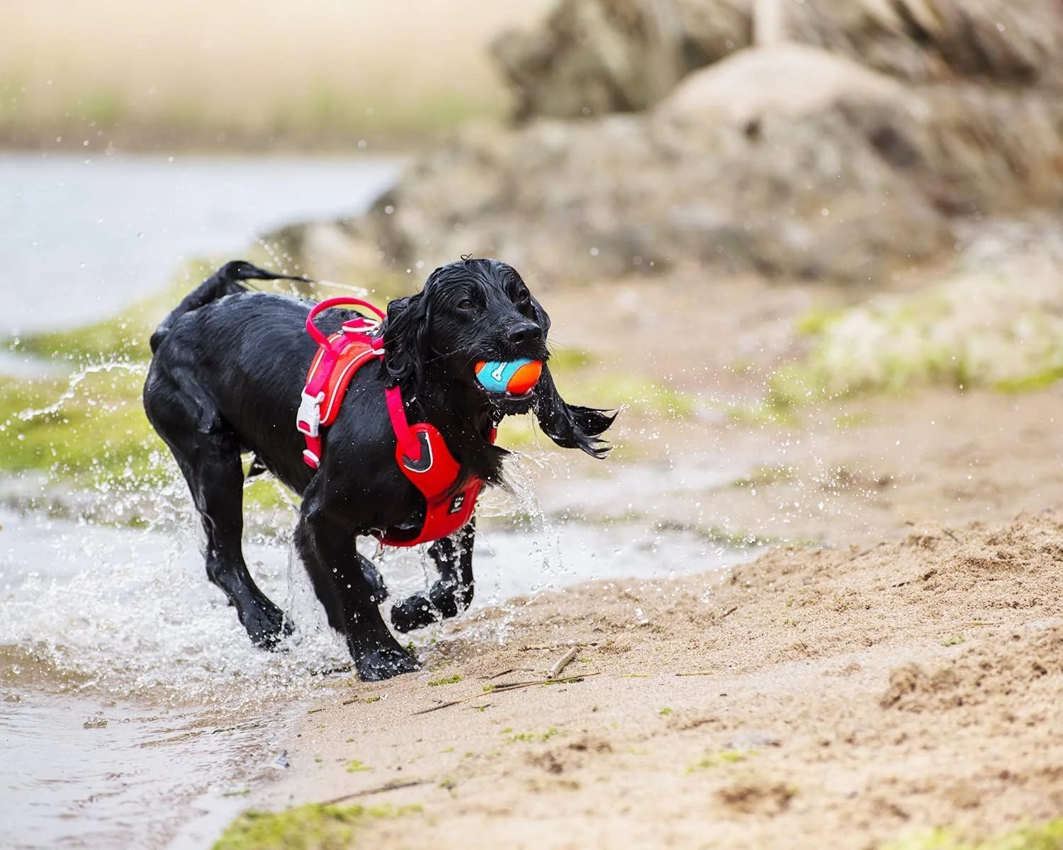 ChuckIt! Amphibious Fetch Balls, Set of 3 - Image 6