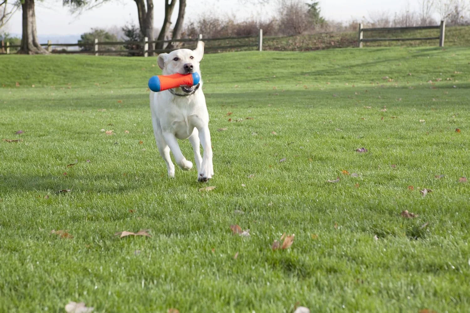 Chuckit! Amphibious Tumble Bumper Dog Toy, Floats on water - Image 7