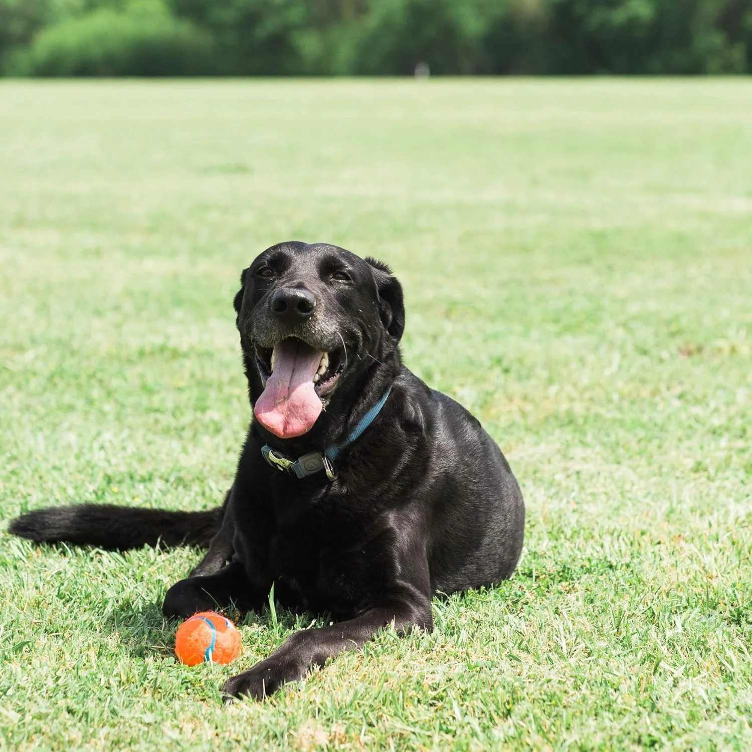 Chuckit! Dog Tennis Ball Dog Toy - Image 3