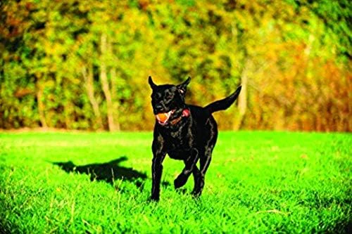 Chuckit! Dog Tennis Ball Dog Toy - Image 7
