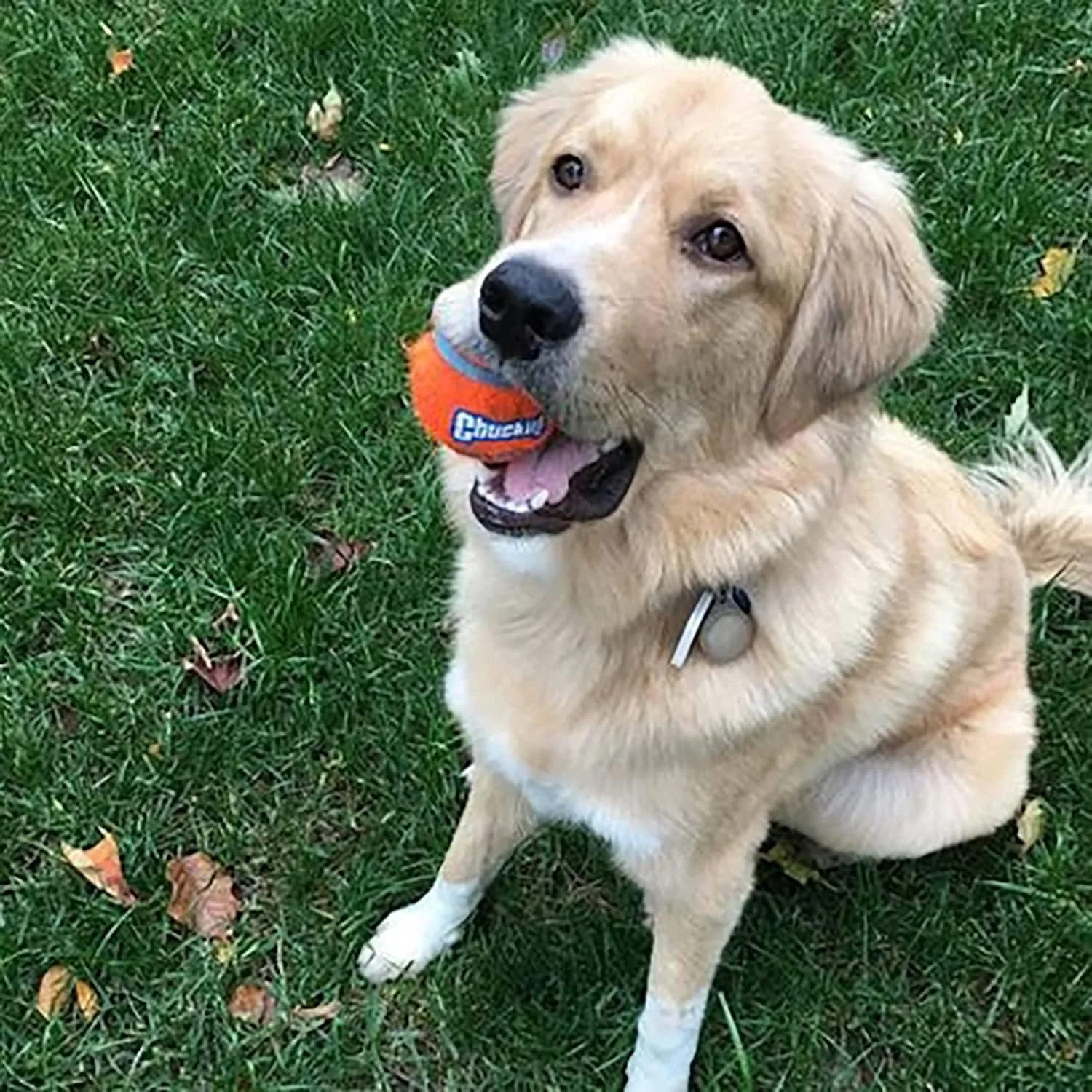 Chuckit! Dog Tennis Ball Dog Toy, for dogs 20-60 lbs, Pack of 4 - Image 8