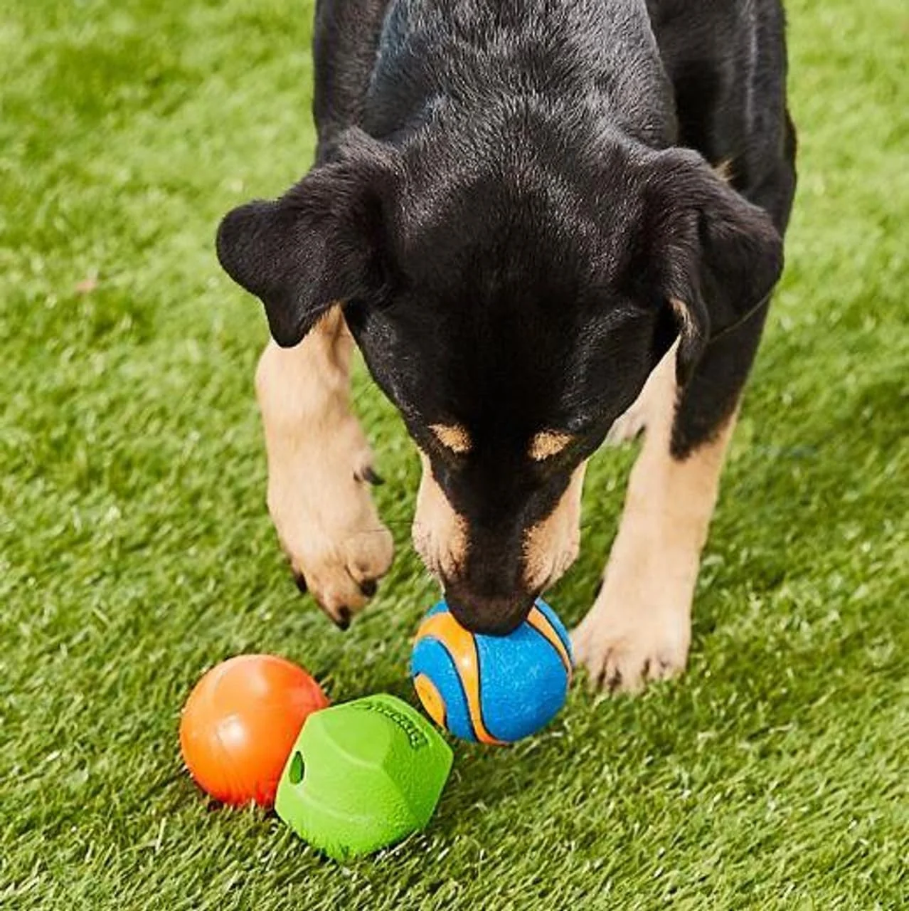 Chuckit! Fetch Pack Dog Ball Dog Toys, for Medium Breeds, Includes Erratic, Strato and Ultra Squeaker Balls - Image 2