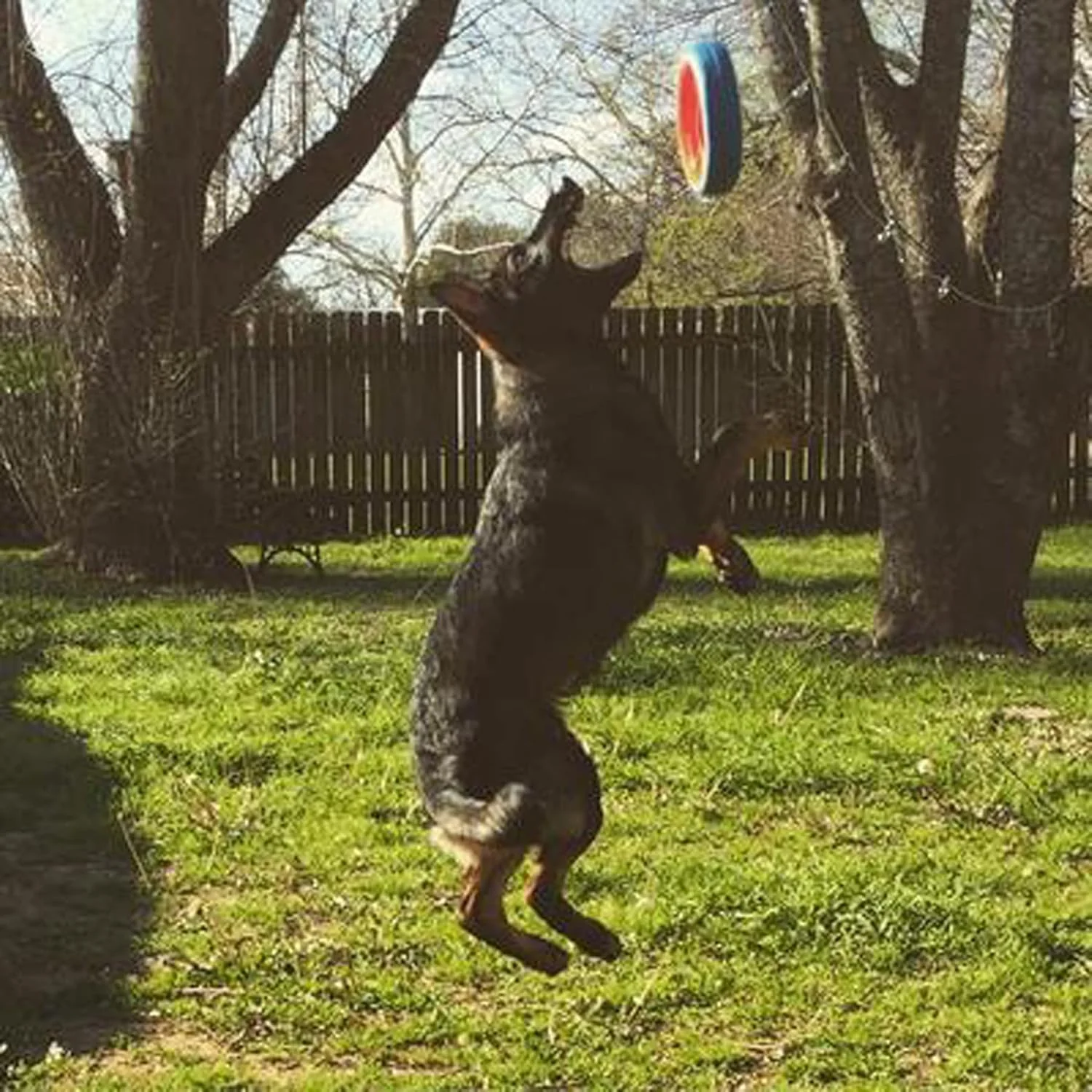 Chuckit! Fetch Wheel Outdoor Dog Toy - Image 2