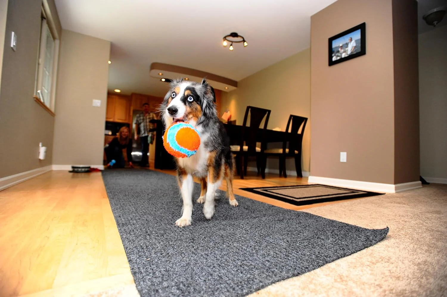 Chuckit! Indoor Fetch Ball Dog Toy for Dogs - Interactive Dog Toys for Boredom, 4.75 Inch, Orange and Blue - Image 5