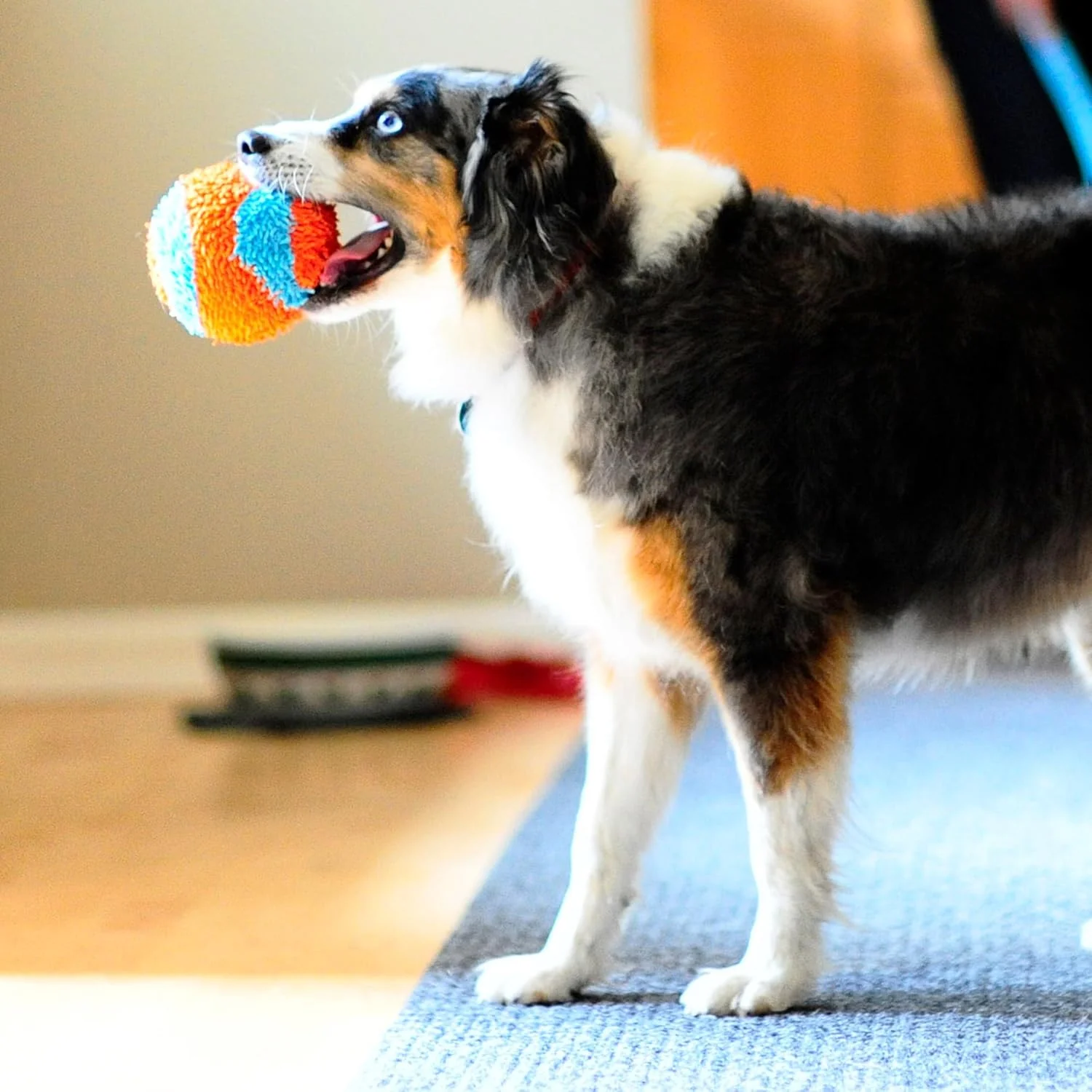 Chuckit! Indoor Fetch Ball Dog Toy for Dogs - Interactive Dog Toys for Boredom, 4.75 Inch, Orange and Blue - Image 6