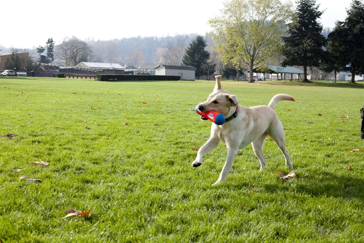 ChuckIt! Tumble Bumper Dog Toy - Image 3