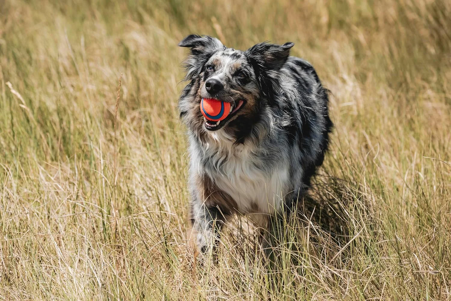 Chuckit! Ultra Ball Dog Toy, Pack of 1, for breeds 20-60 lbs - Image 2