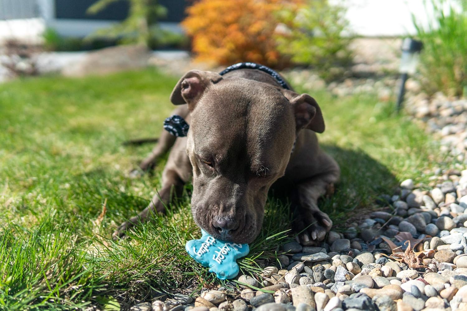Claudia'S Canine Cuisine Peanut Butter Dog Cookies, Happy Birthday, Blue - Image 4