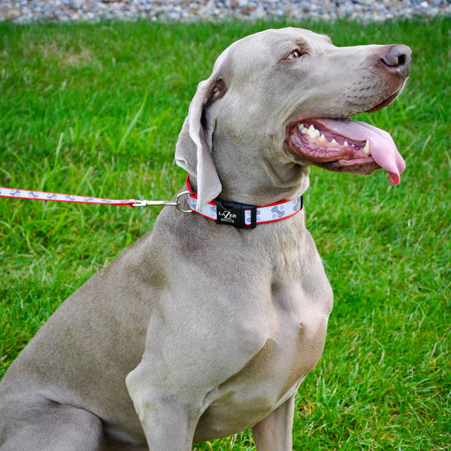 Coastal Pet - Lazer Brite - Reflective Adjustable Dog Collar, Turquoise Bones - Image 6