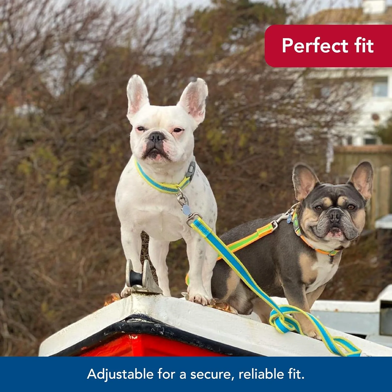 Coastal Pet - Pro - Reflective Adjustable Dog Collar, Aqua with Neon - Image 4