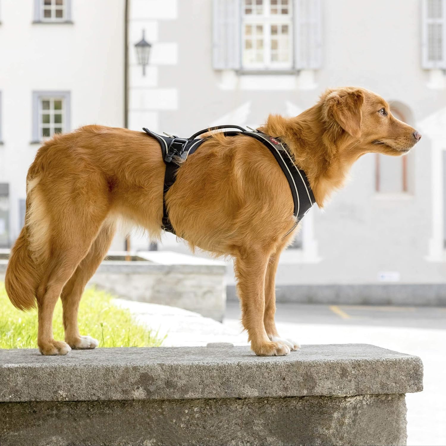 Curli Magnetic Belka Comfort Harness Black - Image 4