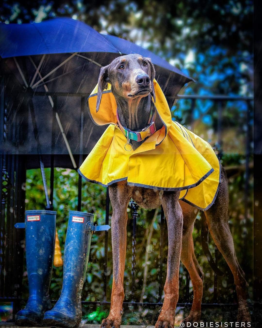 SPOT Rainy Days Slicker - Yellow Dog Rain Jacket With Hood, Reflective Strip for Safety, Leash Hole & Adjustable Velcro Belly Strap, 100% Polyester Water Resistant Pet Raincoat - XX-Large, 25in Long - Image 6