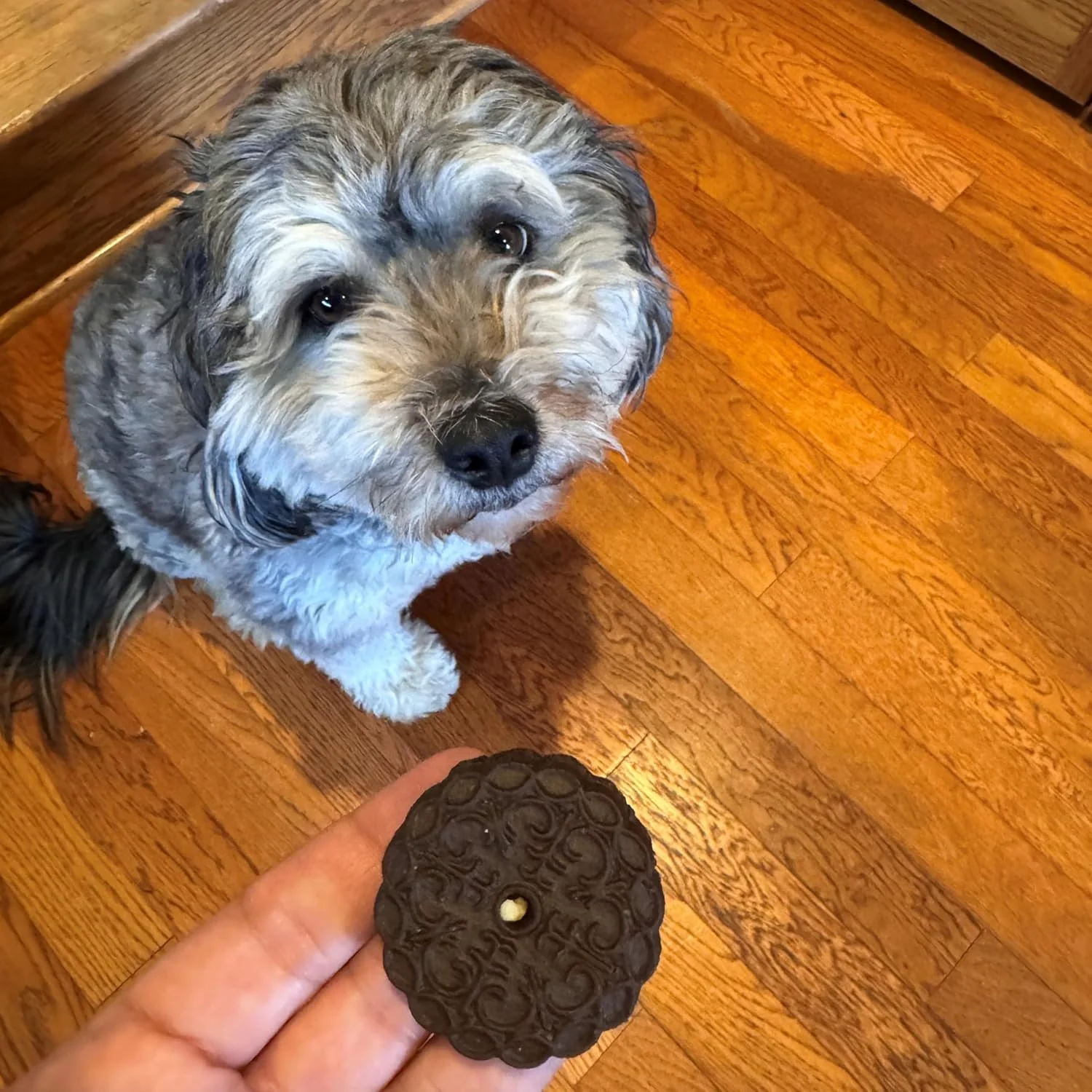 Exclusively Dog Carob & Vanilla Sandwich Cremes Cookies - All Natural Dog Treats, No Animal Byproducts, Baked in The USA, Ideal for Medium to Large Dogs - Vanilla and Carob Flavor, 8oz Bag - Image 4