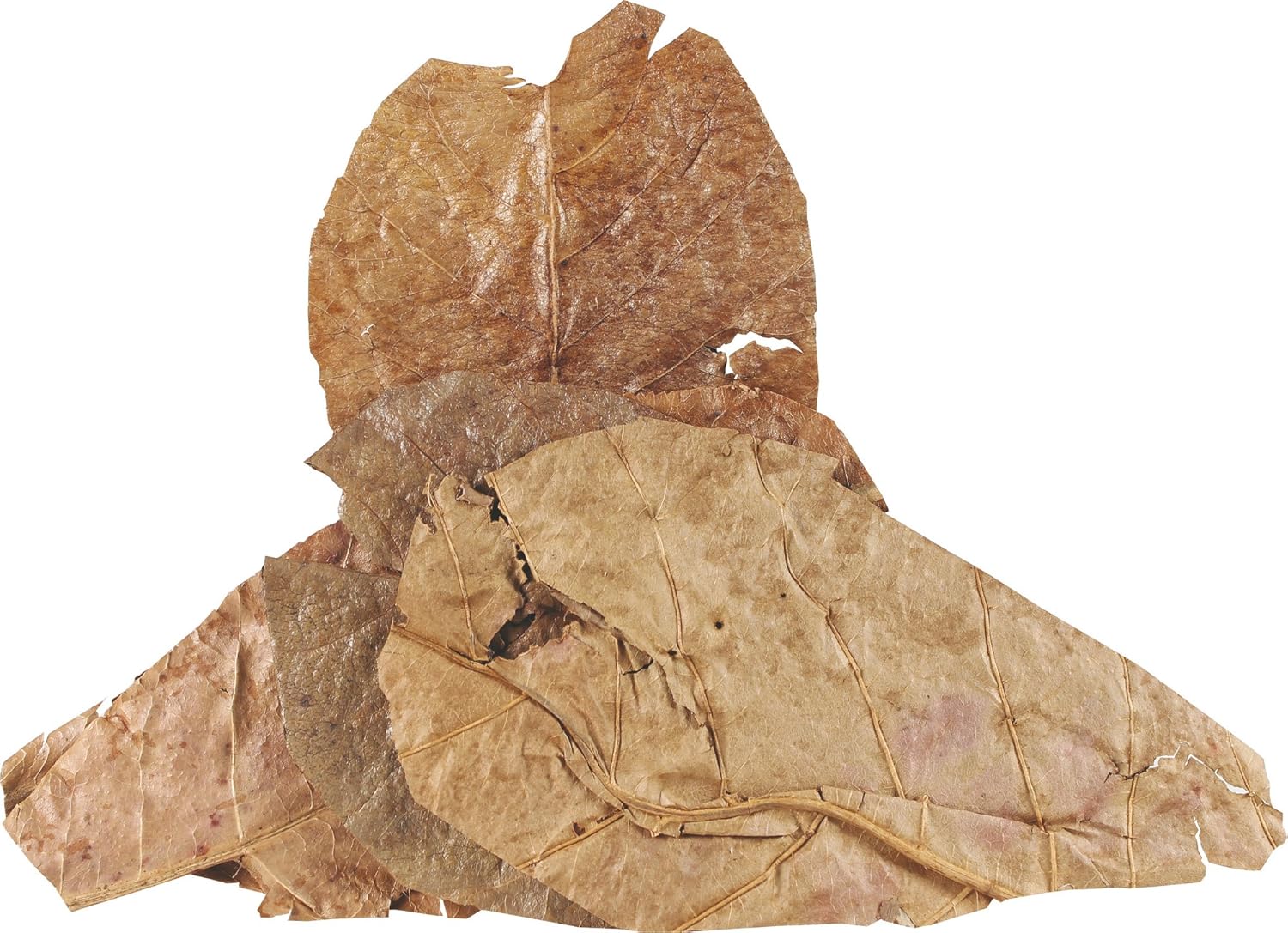 Fluker's Hermit Headquarters Hermit Crab CATAPPA Leaves - Image 2
