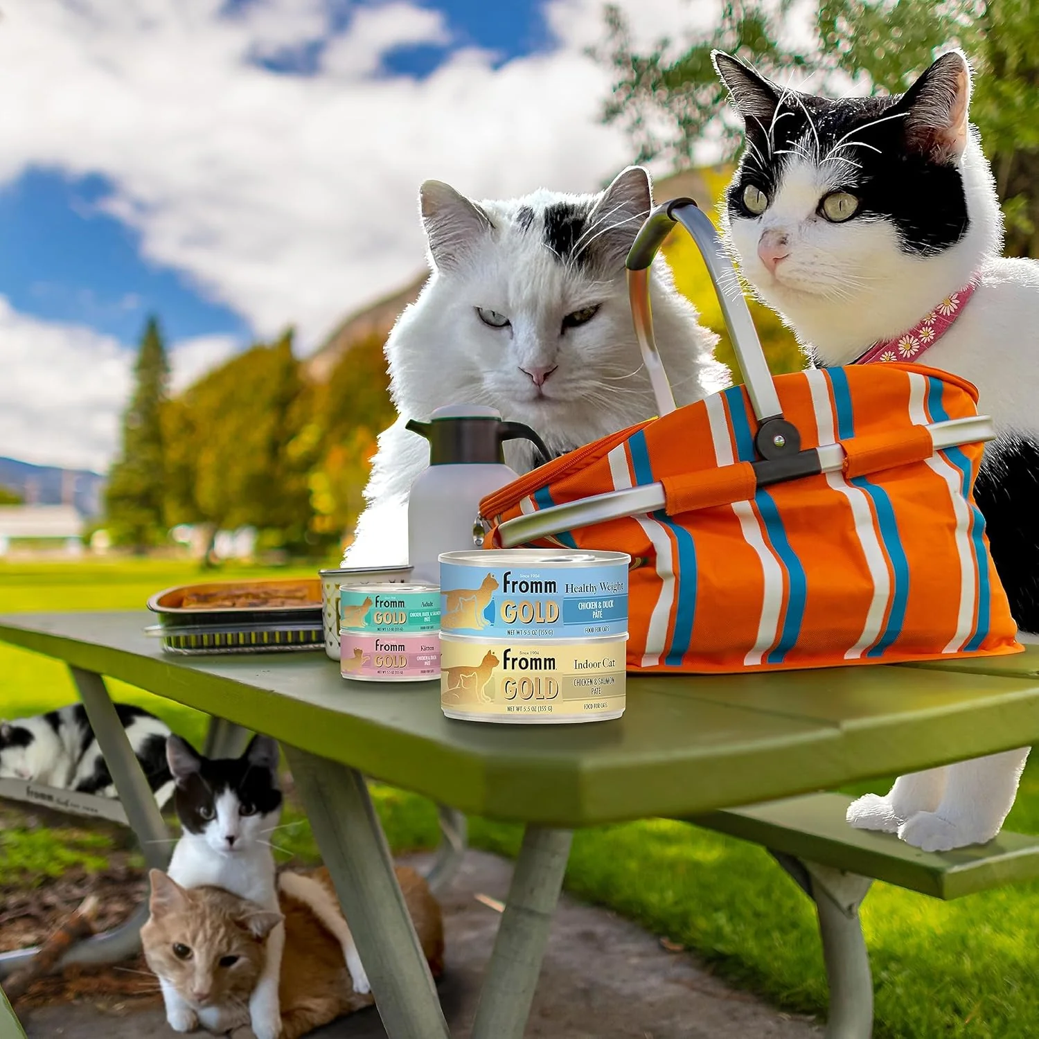 Fromm Indoor Gold Chicken & Salmon Pate Cat Food - Premium Wet Cat Food - Chicken Recipe - Case of (12) 5.5 oz Cans - Image 6