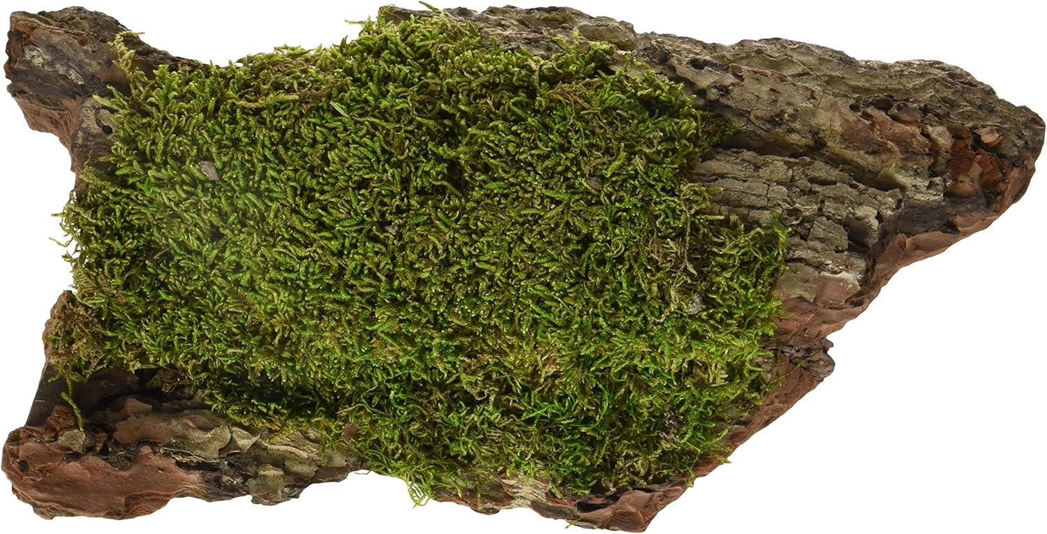 Galápagos Basking Bark, Sheet Moss, 1 Pc. - Image 2