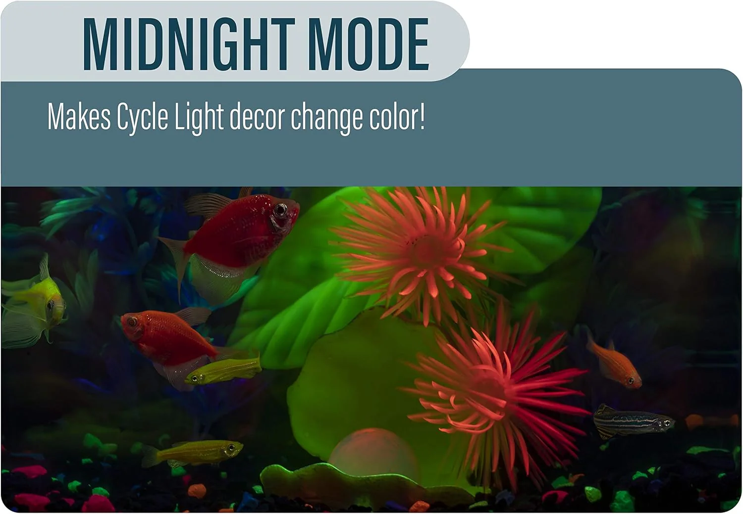 GloFish Aquarium Kit Fish Tank with LED Lighting and Filtration Included - Image 8