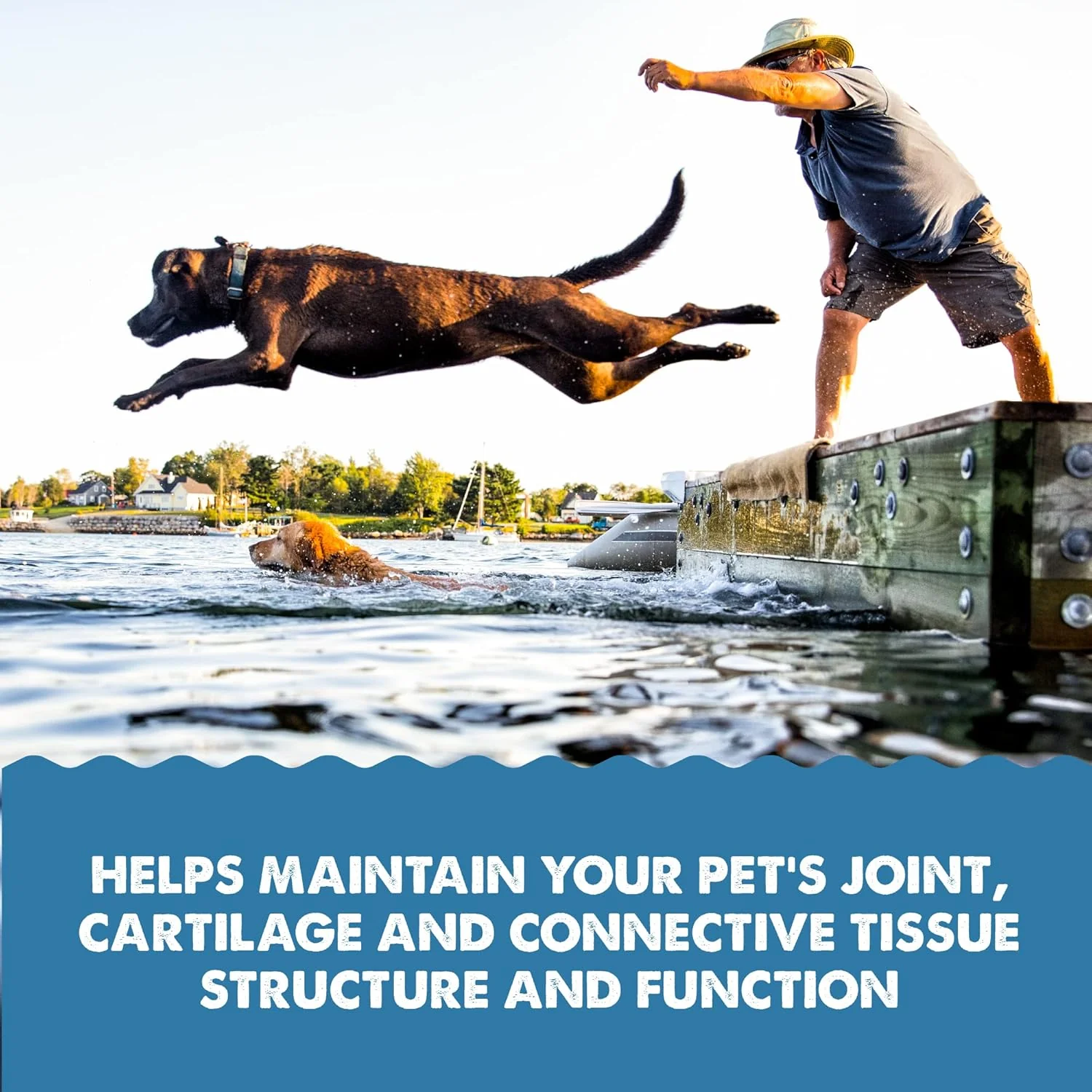 Grizzly Pet Products Joint Aid Liquid Hip and Joint Health Supplement Product for Dogs and Cats, 32 Ounce - Image 7