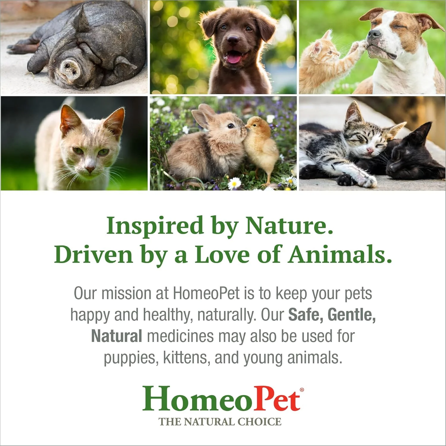 HomeoPet Joint Stress, Joint Support for Dogs and Cats, Liquid Pet Meds to Support Healthy Joint Movement, 15 Milliliters - Image 7