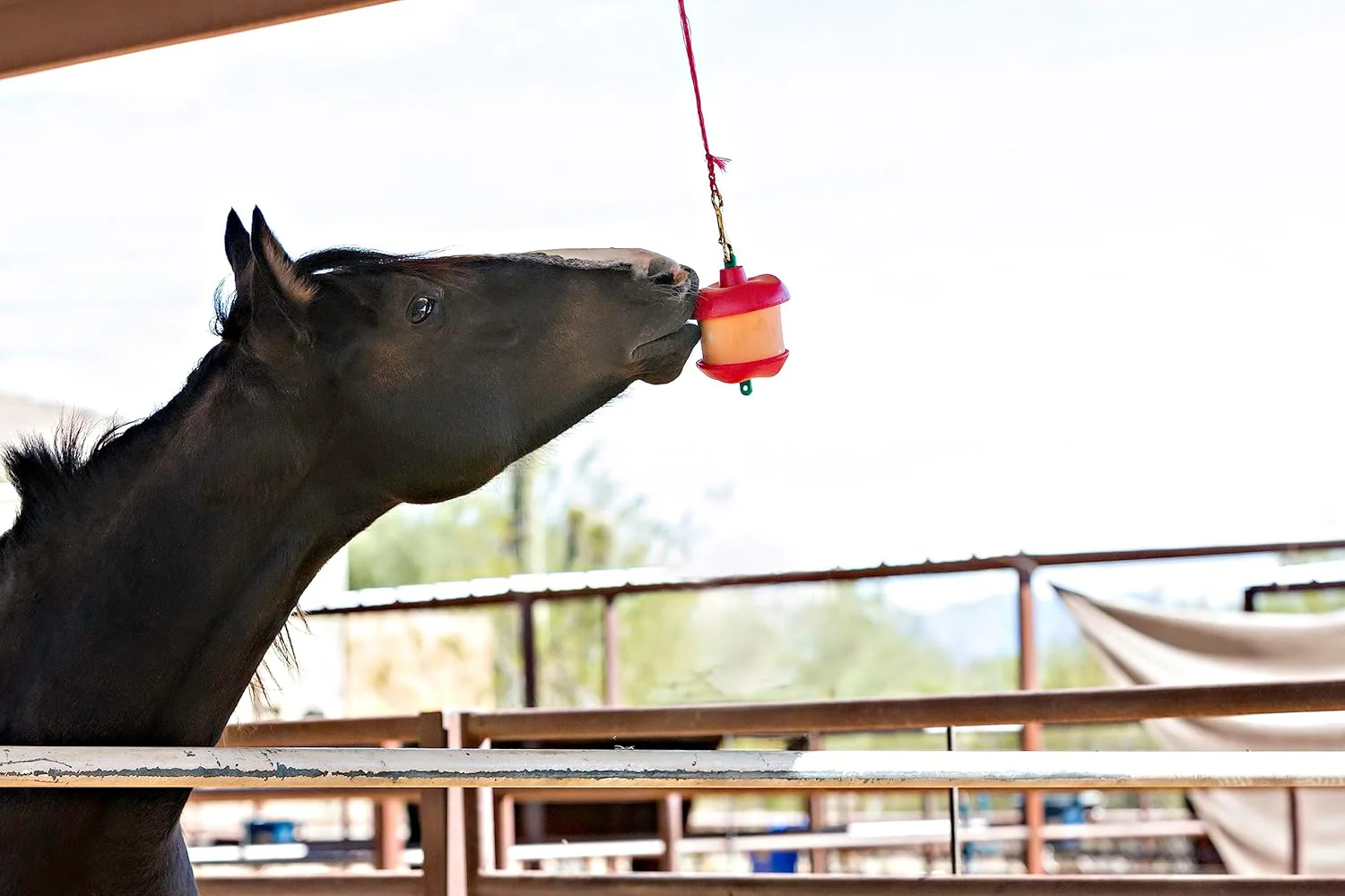 Horsemen's Pride® Jolly Stall Snack – Apple Flavor - Image 3