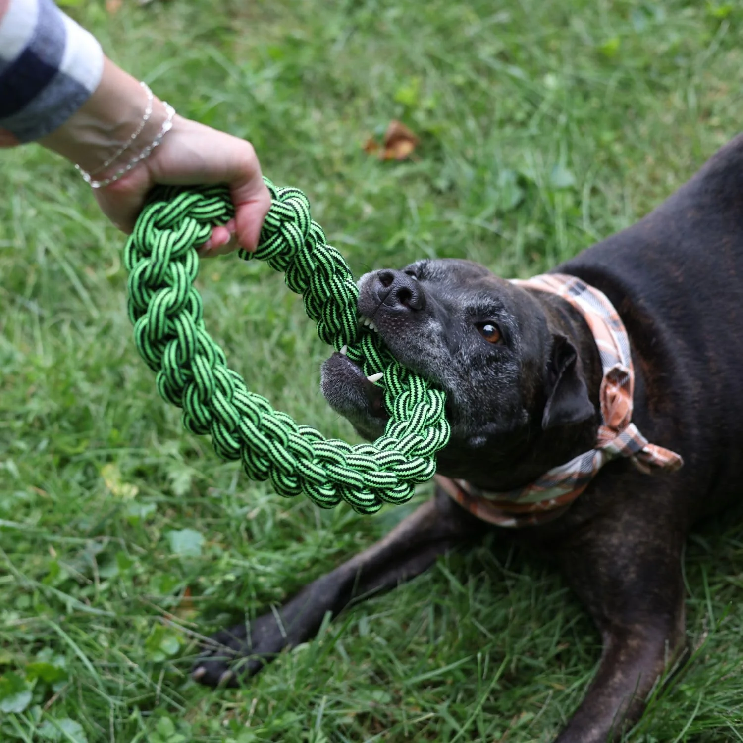 Jolly Pets TIK-Tak-Tugzz Rope Dog Toy - Image 3