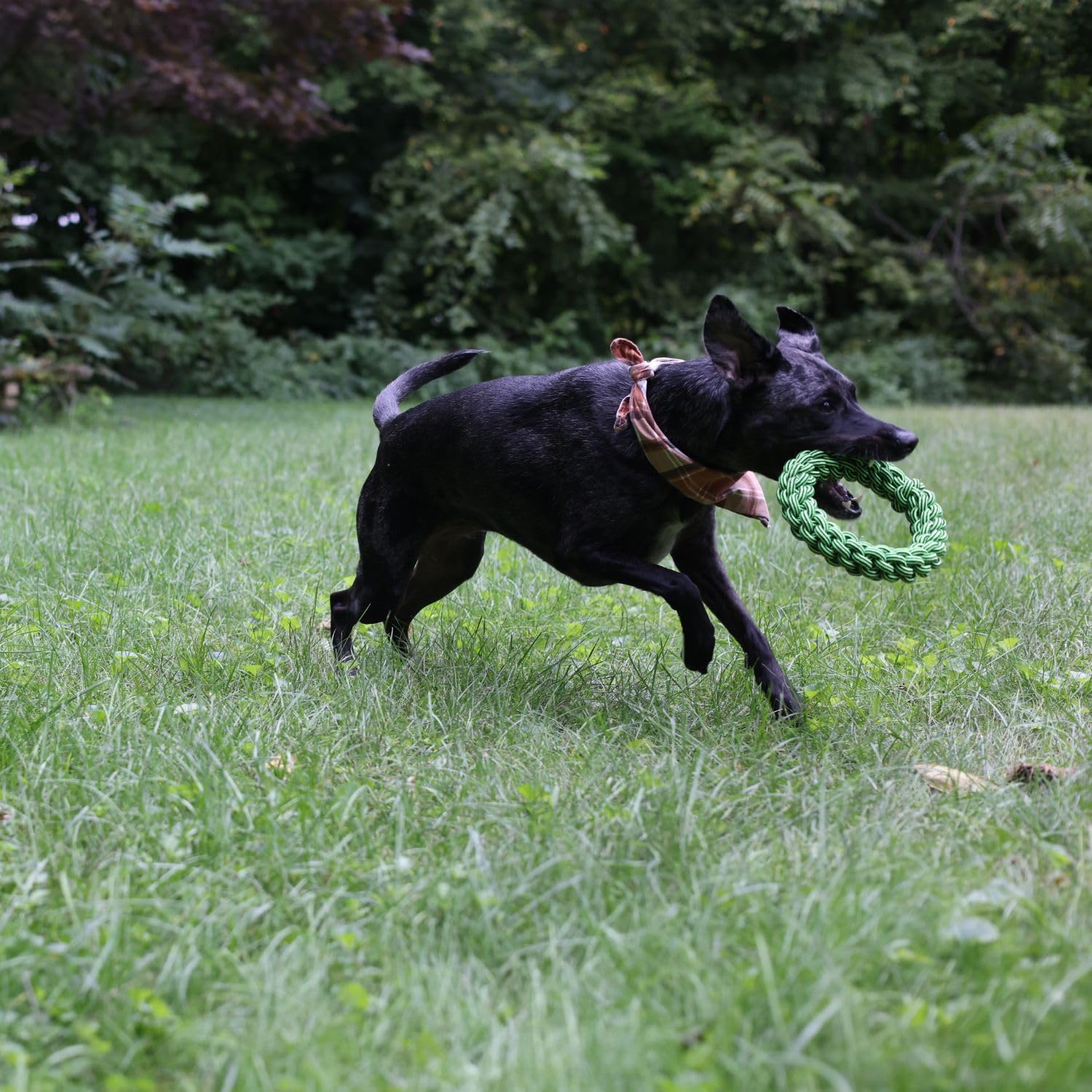 Jolly Pets TIK-Tak-Tugzz Rope Dog Toy - Image 5