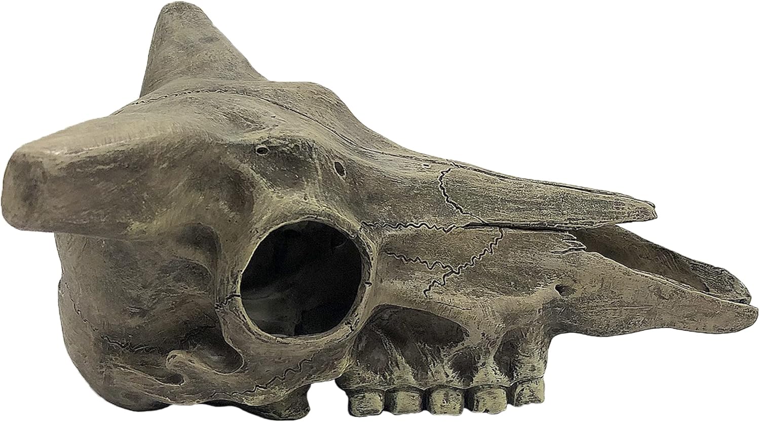 Komodo Deer Skull - Image 3