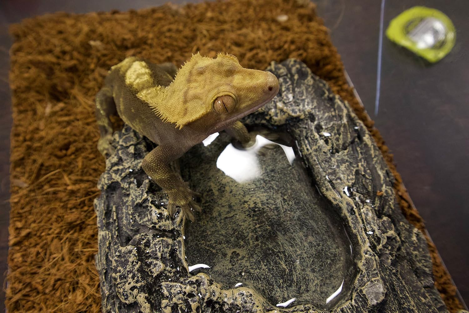 Komodo Habitat Rock Bowl - Image 5