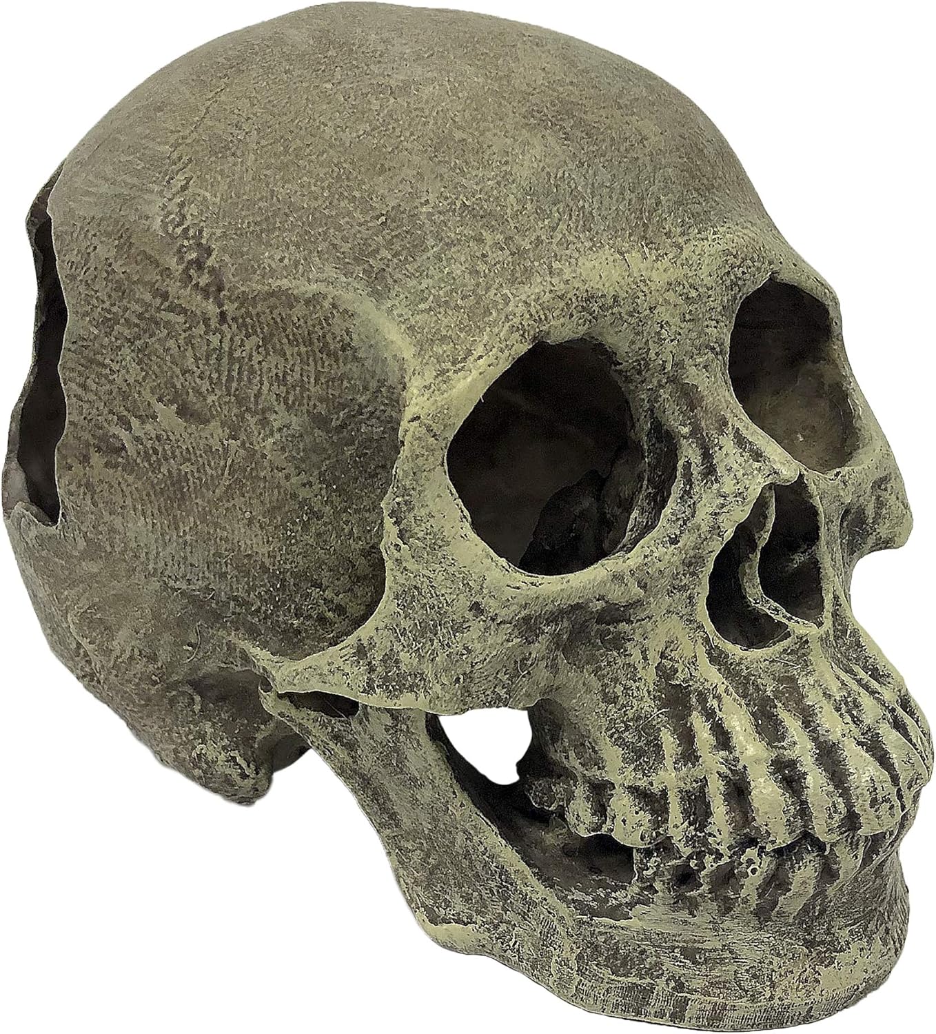 Komodo Human Skull - Image 2